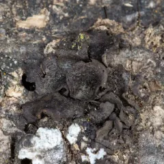 Peppered Moon Lichen thumbnail 3