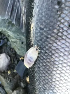 Rocinela propodialis thumbnail 1