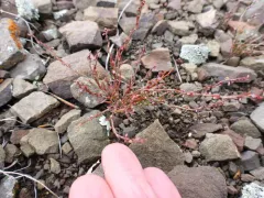 Engelmann's Knotweed thumbnail 4