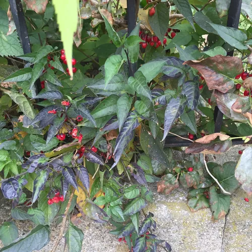 bittersweet nightshade