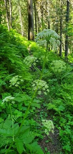 northern licorice-root
