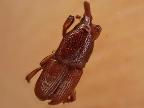 Wheat Weevil