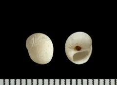 Immaculate Moonsnail thumbnail 3