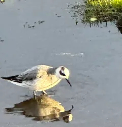 Red Phalarope thumbnail 4