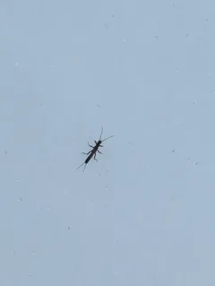 Shortwing Snowfly thumbnail 3