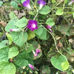 common morning-glory thumbnail 4