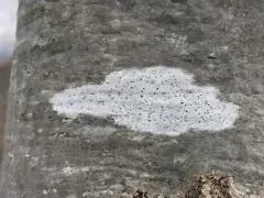 Lecidella lichen thumbnail 1