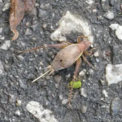 Restless Bush Cricket thumbnail 3
