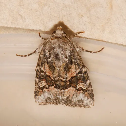 Lacinipolia bucketti