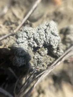 Rimmed Lichen thumbnail 2