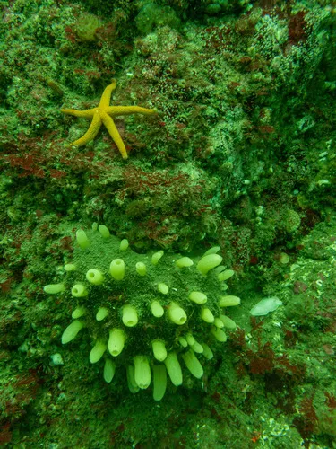Aggregated Nipple Sponge