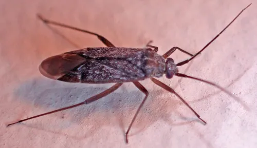 Noctuocoris fumidus