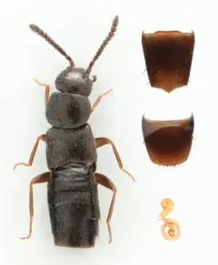 Strigota obscurata thumbnail 2