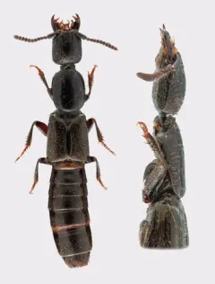 Broken-horned Rove Beetle thumbnail 3