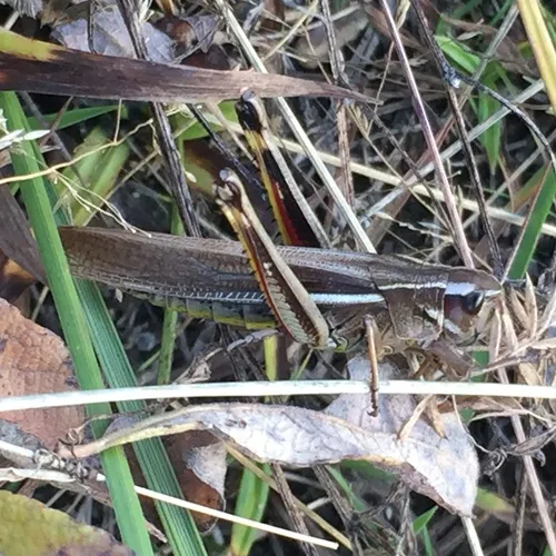 Striped Sedge Grasshopper