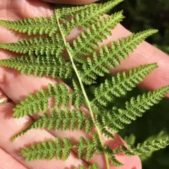 hay-scented fern thumbnail 3