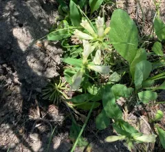 Whipple's penstemon thumbnail 3