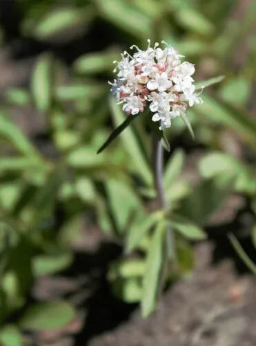 Sharpleaf Valerian