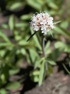 Sharpleaf Valerian thumbnail 1