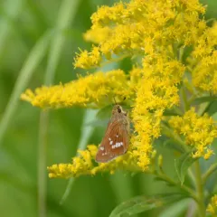 Leonard's Skipper thumbnail 3
