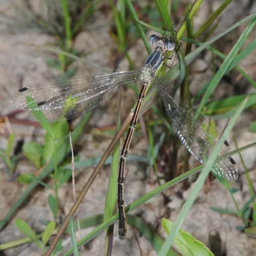 Slender Spreadwing