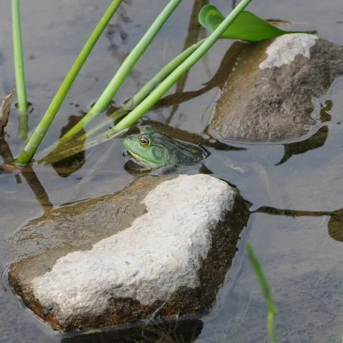 American Bullfrog