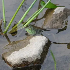 American bullfrog