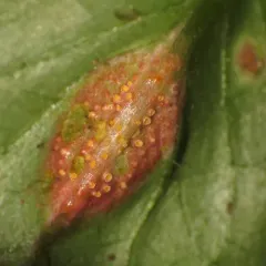Nipplewort Rust thumbnail 3