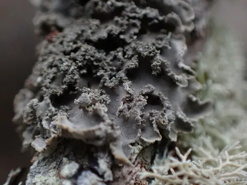 Treepelt Lichen