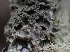 Treepelt Lichen thumbnail 1