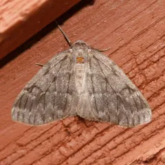 Nepytia umbrosaria thumbnail 3