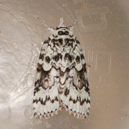 Nycteola columbiana