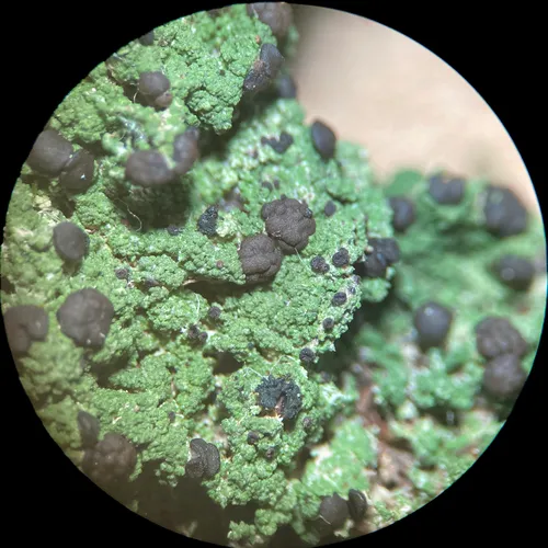 Berenger's mycobilimbia lichen