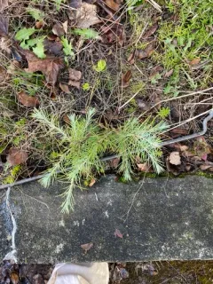 Deodar cedar thumbnail 4