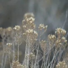 Yellow Rabbitbrush thumbnail 4