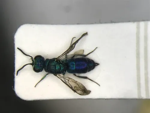 Caenochrysis doriae