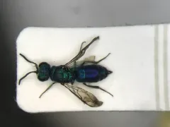 Caenochrysis doriae thumbnail 1