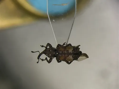 Pissodes similis
