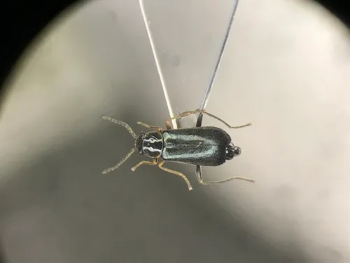 Nodopus flavilabris