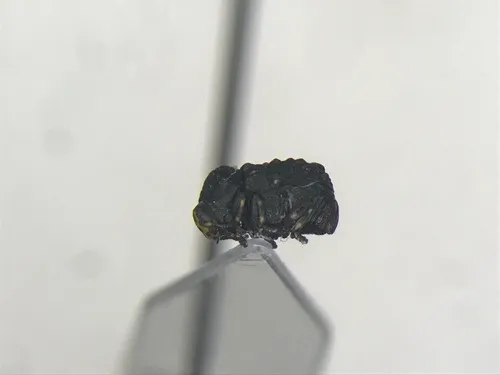 Canada Case-bearing Leaf Beetle