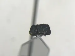 Canada Case-bearing Leaf Beetle thumbnail 1