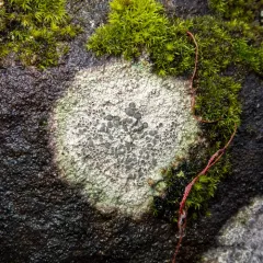 Crater Lichen thumbnail 4
