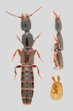 Narrowed Rove Beetle thumbnail 2