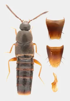 Nehemitropia lividipennis thumbnail 2