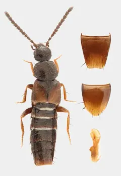 Atheta longicornis thumbnail 2