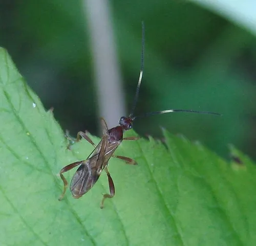 Smith's Banded Mummy Wasp