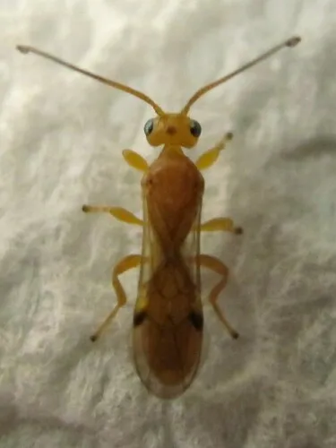 Yelicones delicatus