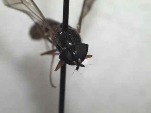 Cephalochrysa canadensis