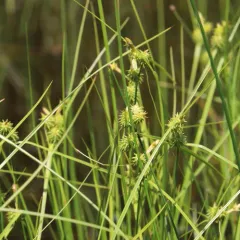 northeastern sedge thumbnail 2