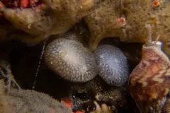 Mitrella gausapata thumbnail 4